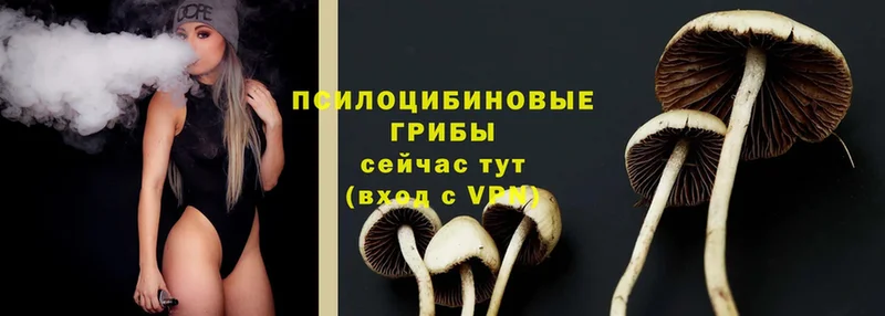 Псилоцибиновые грибы Psilocybine cubensis  Цоци-Юрт 